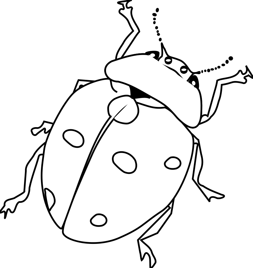 bug